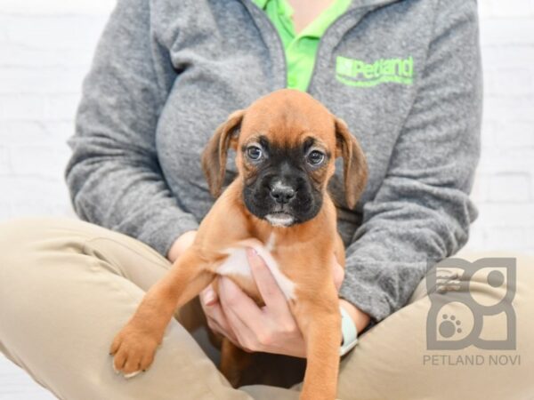 Boxer DOG Female Fawn White 32701 Petland Novi, Michigan