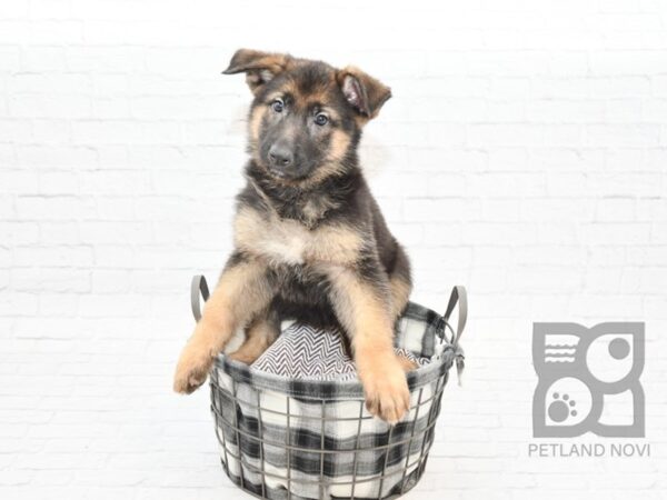 German Shepherd DOG Female Black & Tan 32702 Petland Novi, Michigan