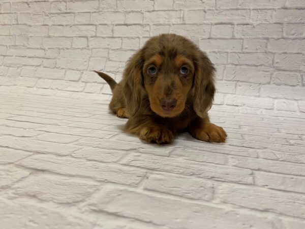 Dachshund DOG Male DAPPLE 32705 Petland Novi, Michigan