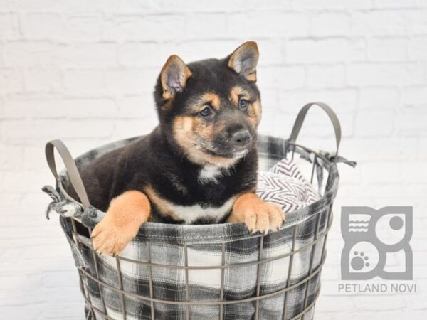 Shiba Inu DOG Female Black & Tan 32734 Petland Novi, Michigan