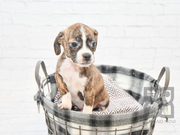 Bosgle DOG Male Brindle & White 32710 Petland Novi, Michigan