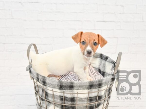 Jack Russell Terrier-DOG-Female-Brown & White-32711-Petland Novi, Michigan