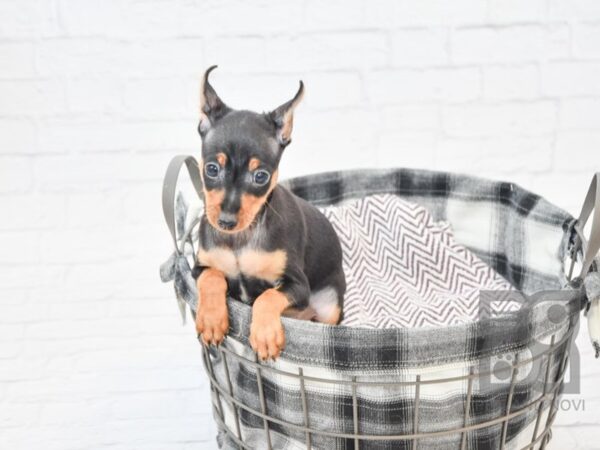 Miniature Pinscher DOG Male Black / Tan 32712 Petland Novi, Michigan