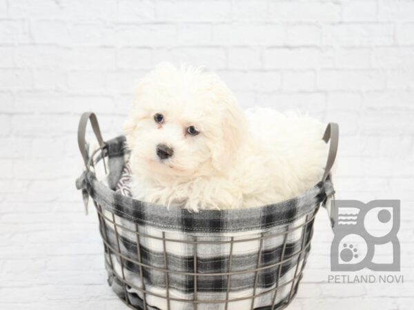 Bichon Frise DOG Male White 32713 Petland Novi, Michigan