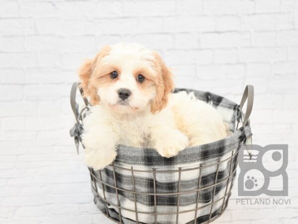 Cavachon-DOG-Male-White / Cream-32714-Petland Novi, Michigan