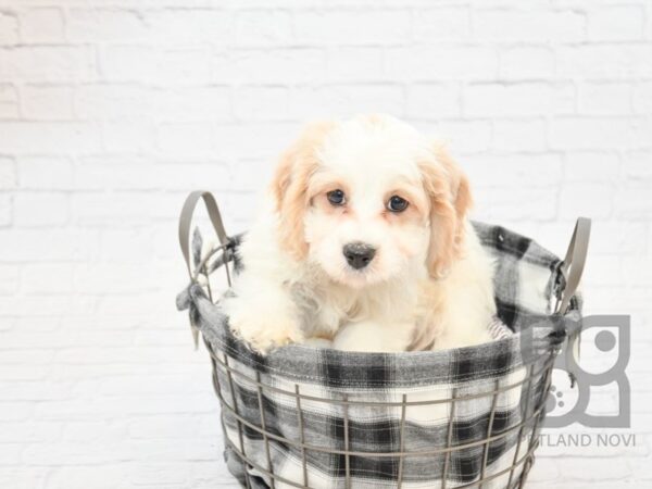 Cavachon DOG Male White / Cream 32715 Petland Novi, Michigan