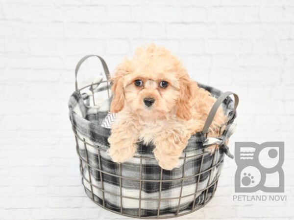 Cavapoo DOG Male Apricot 32716 Petland Novi, Michigan