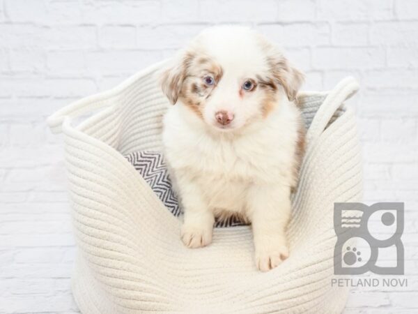 Mini Aussie-DOG-Female-RED MERLE-32717-Petland Novi, Michigan