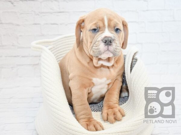 Old English Bulldog DOG Male BLUE SABLE 32719 Petland Novi, Michigan