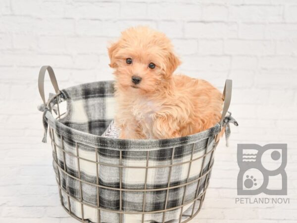 Yochon-DOG-Female-BEIGE-32720-Petland Novi, Michigan