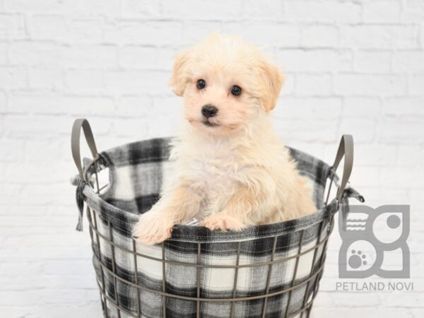 Yochon DOG Male BEIGE 32721 Petland Novi, Michigan