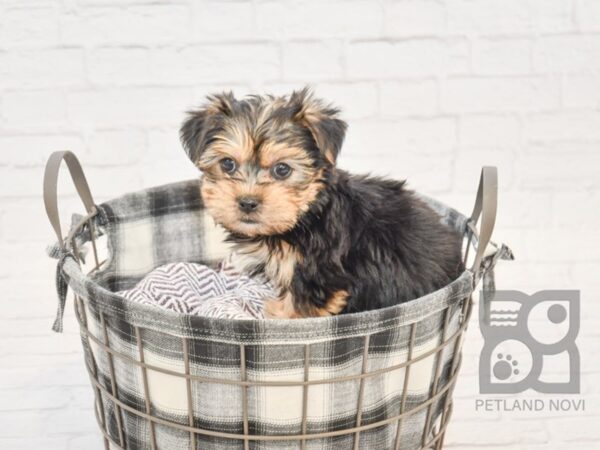 Yorkie Poo DOG Male BLK TAN 32722 Petland Novi, Michigan