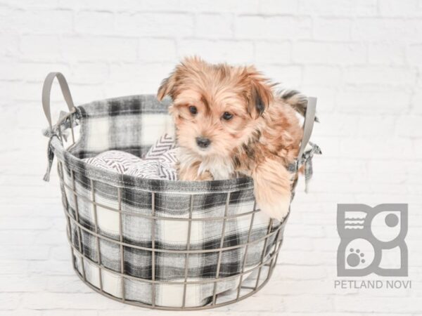 Morkie-DOG-Female-BEIGE-32723-Petland Novi, Michigan