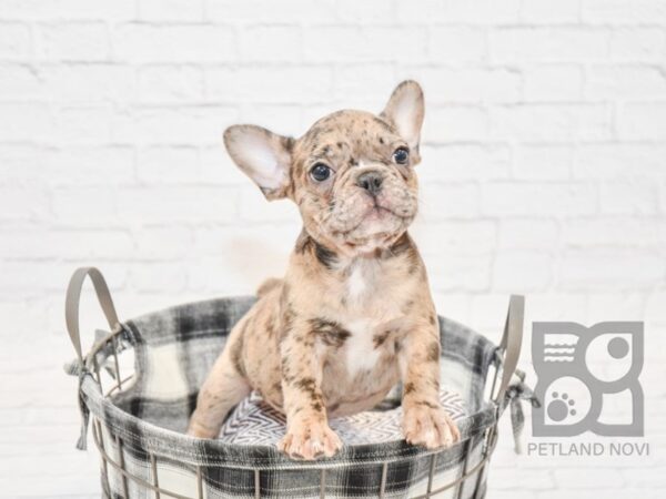 French Bulldog DOG Female CHOC MERLE 32726 Petland Novi, Michigan