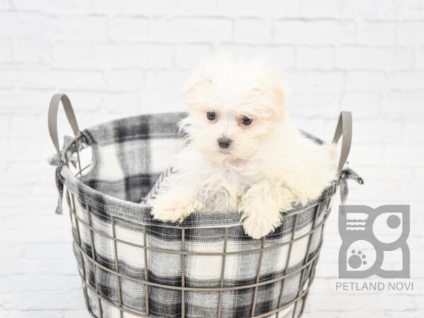 Maltese DOG Male WHITE 32727 Petland Novi, Michigan