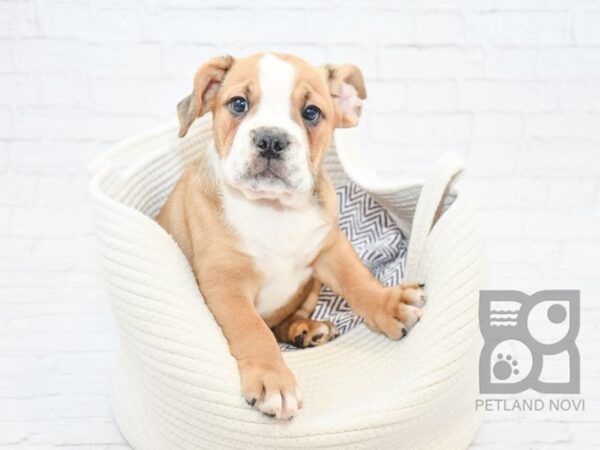 3/4 bulldog 1/4 beagle DOG Male FAWN WHITE 32728 Petland Novi, Michigan