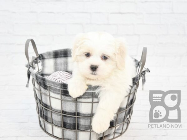 Lhasa Apso DOG Male Brown White 32729 Petland Novi, Michigan