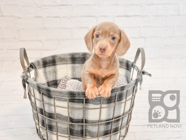 Dachshund DOG Male Isabella 32730 Petland Novi, Michigan