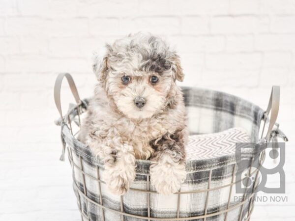 Miniature Poodle DOG Female Blue Merle 32731 Petland Novi, Michigan