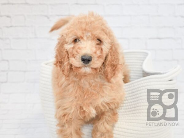 2nd Generation Mini Goldendoodle DOG Female Red 32732 Petland Novi, Michigan