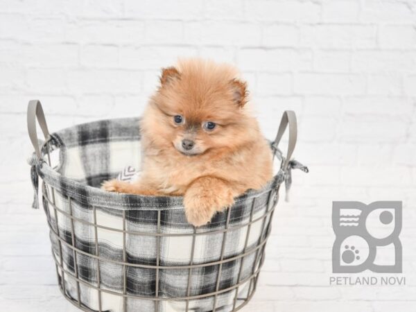 Pomeranian DOG Male Beaver 32733 Petland Novi, Michigan