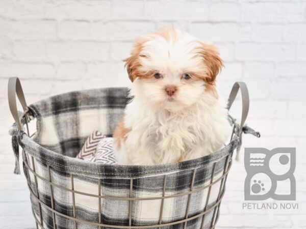 Shih Tzu-DOG-Male-White & Liver-32735-Petland Novi, Michigan