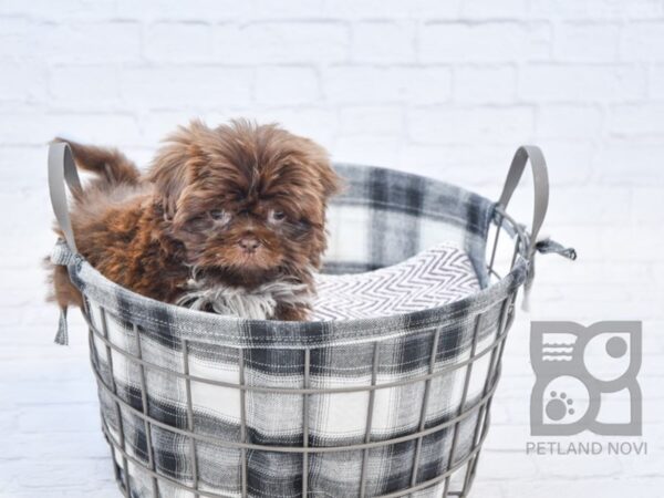 Shih Tzu-DOG-Male-Chocolate-32736-Petland Novi, Michigan