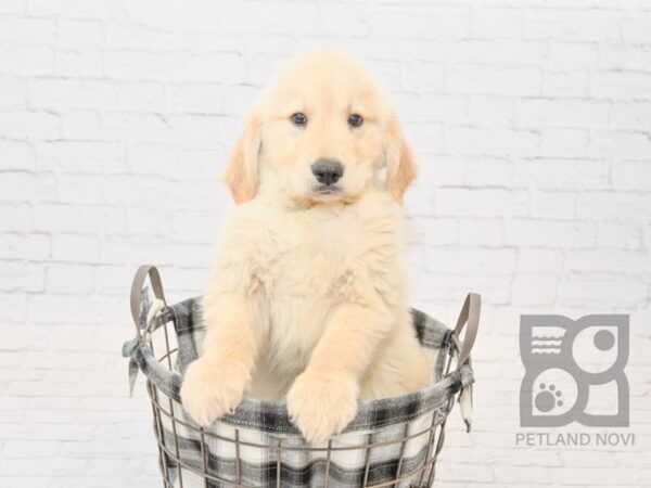 Golden Retriever DOG Male Golden 32737 Petland Novi, Michigan