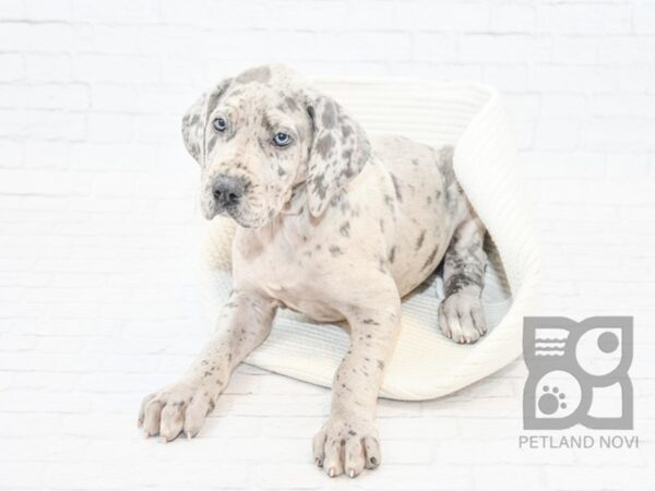 Great Dane DOG Female Dapple 32739 Petland Novi, Michigan