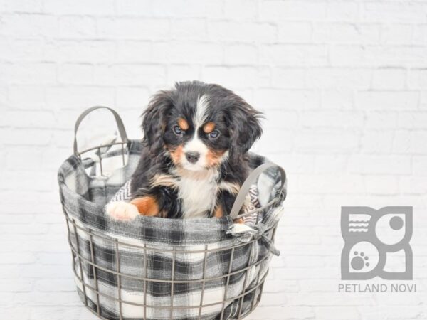 Mini Bernese DOG Male Tri 32740 Petland Novi, Michigan