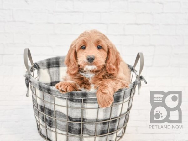 F2 ST Goldendoodle DOG Male Red 32741 Petland Novi, Michigan