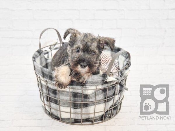 Miniature Schnauzer-DOG-Male-SALT PEPPER-32743-Petland Novi, Michigan