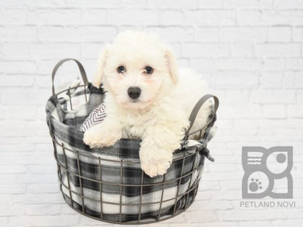 Bichon Frise DOG Male White 32744 Petland Novi, Michigan