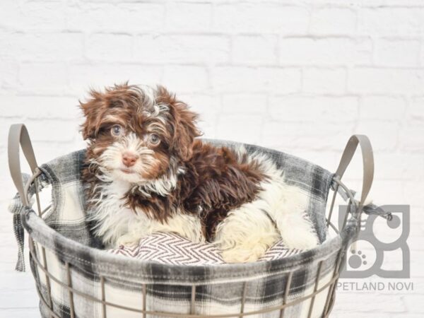 Havanese DOG Female Chocolate & White 32742 Petland Novi, Michigan