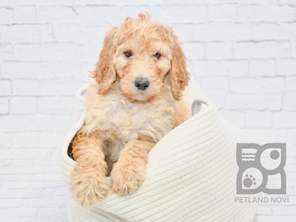 F2 ST Goldendoodle-DOG-Male-Red-32738-Petland Novi, Michigan