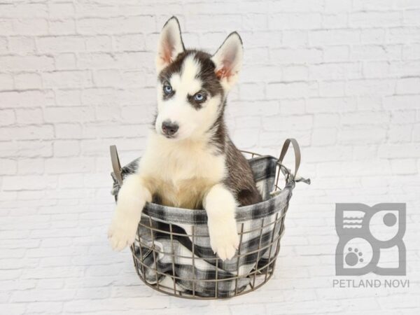 Siberian Husky DOG Male Black / White 32746 Petland Novi, Michigan