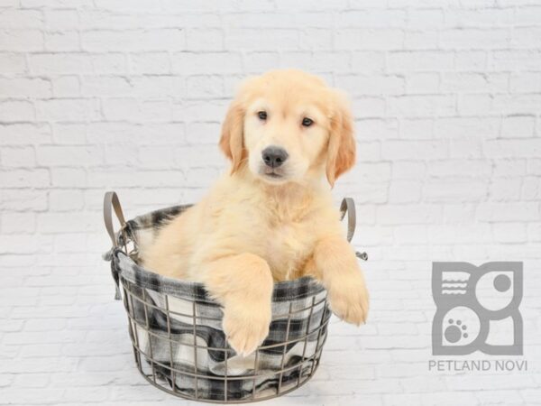 Golden Retriever DOG Male Light Golden 32747 Petland Novi, Michigan