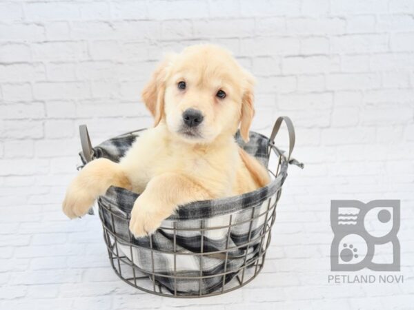 Golden Retriever DOG Female Light Golden 32748 Petland Novi, Michigan