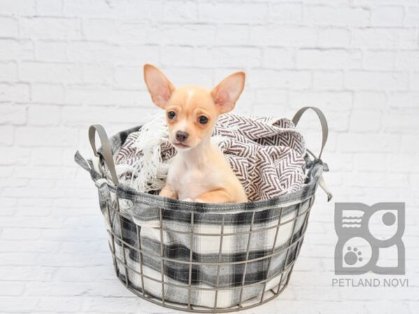 Chihuahua DOG Male Fawn 32750 Petland Novi, Michigan