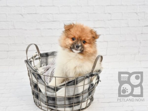 Pomeranian DOG Male Sable / White 32751 Petland Novi, Michigan