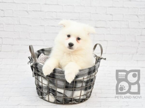 American Eskimo Dog DOG Male White 32753 Petland Novi, Michigan