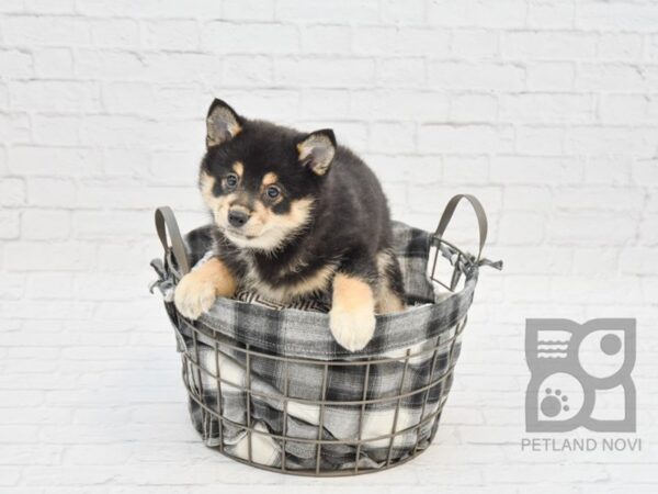 Shiba Eskimo DOG Female Black / Tan 32754 Petland Novi, Michigan