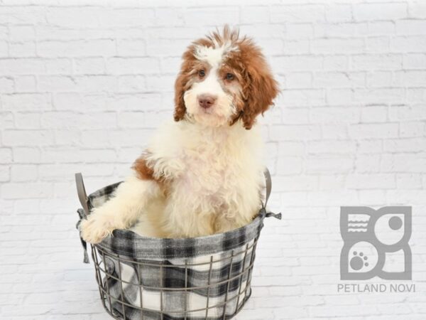 Miniature Newfipoo DOG Female Brown & White 32755 Petland Novi, Michigan