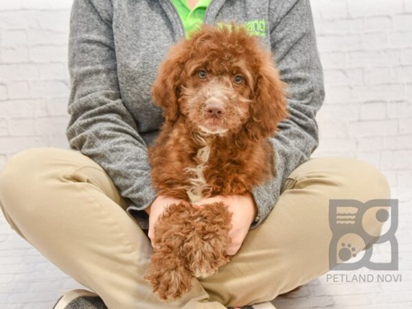 Miniature Newfipoo DOG Male Brown 32756 Petland Novi, Michigan