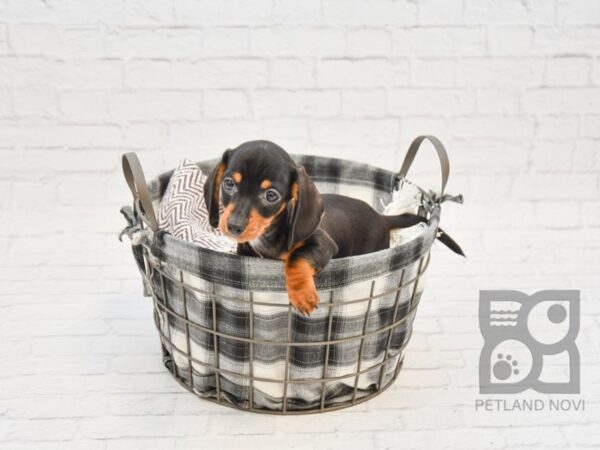 Dachshund-DOG-Male-Black-32757-Petland Novi, Michigan