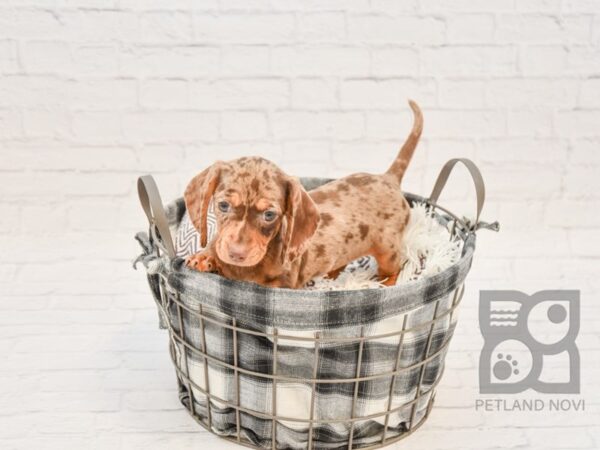 Dachshund DOG Female Chocolate Dapple 32758 Petland Novi, Michigan