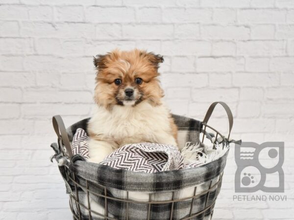 Pom Shih DOG Male Brown & White 32759 Petland Novi, Michigan