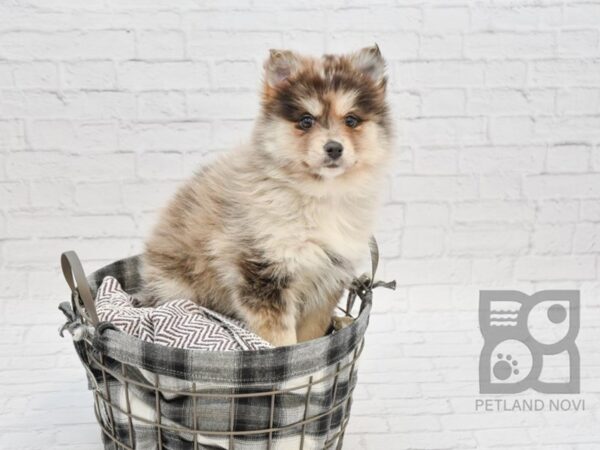 Pomsky DOG Female Blue Merle 32760 Petland Novi, Michigan