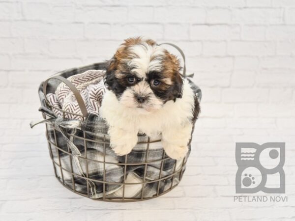 Hava Tzu-DOG-Male-brown white-32761-Petland Novi, Michigan