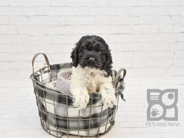 Cockapoo DOG Female blk wh 32762 Petland Novi, Michigan